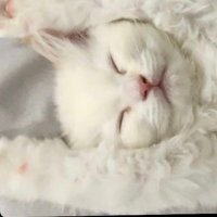 る (@_rm___s) 's Twitter Profile