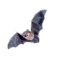 🇺🇦🌻 Bat Shiba🌻 🇺🇦 🐸🦈🦫 🐪 🐦 бабуся Fella(@nepanthesXD) 's Twitter Profile Photo