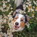 It's Doggie | Technoblade will Never Be Forgotten (@itsdoggieyt) Twitter profile photo It's Doggie | Technoblade will Never Be Forgotten (@itsdoggieyt) Twitter profile photo