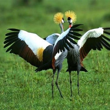 kirabomike29777's profile picture. Ugandan media personality, member of the South Buganda Journalists Association (SOBUJA)| and Gd Governance Fellow.