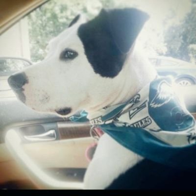 Raised in the 700 level(iykyk)
2X CHAMPIONS 52&59 🏆🏆
ALL PHILLY 💚❤️💙🧡
#GoBirds ##FlyEaglesFly
My pittie Angel 😇