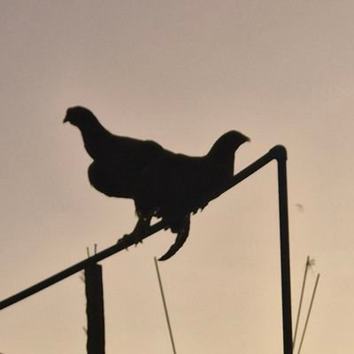 AlphaThordragon's profile picture. American expatriate living in the Philippines. Purveyor of fine coffee.