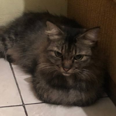 cipsucks's profile picture. 