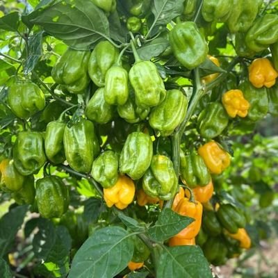 Agribusiness,Passionate in farming & B.A. in Sociology (SAUT)