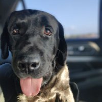 Angus (@angus2024) 's Twitter Profile