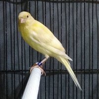 Paijo Bubrah (@pbubrah54830) 's Twitter Profile