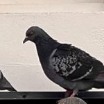 yagiri_sph's profile picture. 胡椒をかけて完成