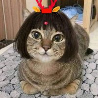 i am sam@👻 ฉันเป็นผีแมว 💀(@iamsam09937043) 's Twitter Profile Photo