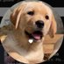 Ashis KuMaL (@ashicmal) Twitter profile photo Ashis KuMaL (@ashicmal) Twitter profile photo