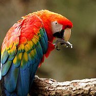 Esta especie se distingue por la belleza de su plumaje de color rojo escarlata, amarillo y azul en sus alas.