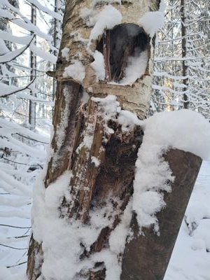 Kohteena erityinen Suomalainen #Luontosuhde joskus jopa sarkastisisesti...