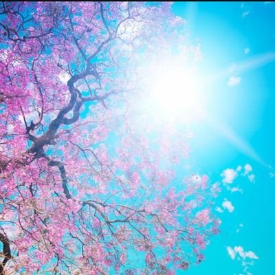 trinitymandalay's profile picture. 