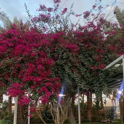 Saxxsa0's profile picture. 