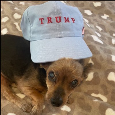 🐾 Woof! Just a patriotic pup supporting President Trump! 🇺🇸🐾 Follow me for some barking good Trump content! #TrumpDoggo #MAGA 🇺🇸