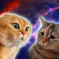 Two Talking Cats (@twotalkingcats) 's Twitter Profile