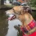 Greyhound Adventures (@GreyhoundAV) Twitter profile photo