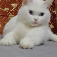 àĥ fŧ (@ahmedfa60830770) 's Twitter Profile