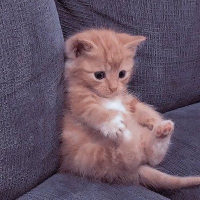 HabeebJpg's profile picture. Medical Student • Photographer • Aspiring Cardiologist