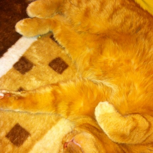 man_g00se's profile picture. 