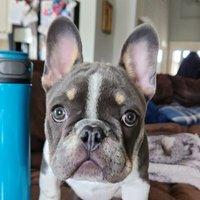 CrxptoPupG (@crxptopupg) 's Twitter Profile