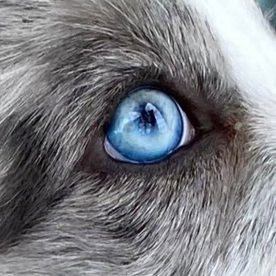 vistacapitalau's profile picture. Intraday trader/ investor, opinions are my own.