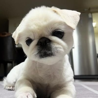 ChaMamaii's profile picture. ✰*｡한정훈 #오메가엑스 ❤🐹°.✧ ·͜·♡