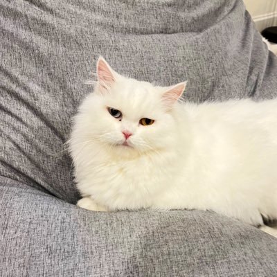 Nene is a cute cat. Born in 2017/04, this cat made me start investing in crypto.