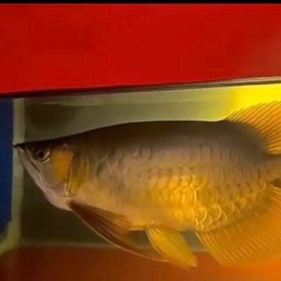 Introduce me from West Kalimantan Kapuas Hulu provides buy sell, as follows: - Arowana fish - Quality kratom powder