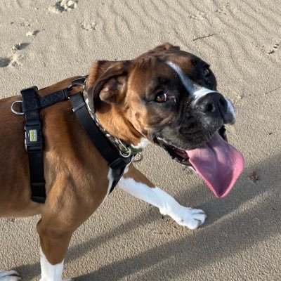 Hi!! I’m Rudy! I’m a 3 year old boxer and I LOVE the beach, treats and cuddles! Oh.. And also playing with my big sis, Scout!