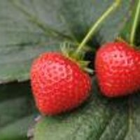 Clockhouse Farm (@clockhousefarm) 's Twitter Profile