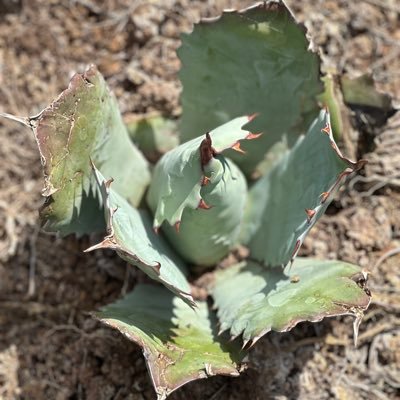 Life long farmer, with a passion for photography and agaves. I like to share pictures of farm life and information about agriculture.