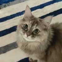 みき (@mikicreation_) 's Twitter Profile