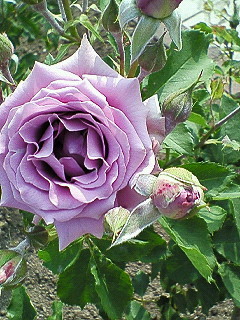 F_Nodacci's profile picture. R&B♪大好きッ☆　最近はJR&Bから耳が離せない～笑～