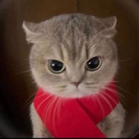 funny cat (@chrisconger8) 's Twitter Profile