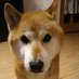 石塚 ヒロアキ (@9652850) Twitter profile photo 石塚 ヒロアキ (@9652850) Twitter profile photo