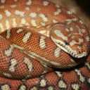 conquest - @DanielConquest - Twitter