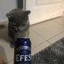 bira içen metalci kedi (@pinkfloyd35) Twitter profile photo