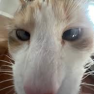Ilikekitties9 (@meowmoowmeow) 's Twitter Profile