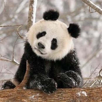 🇨🇳🇨🇳🇨🇳Do u like panda? （侵删） 日常以可爱的大熊猫为主，以随意为辅，哈哈哈哈，就酱。