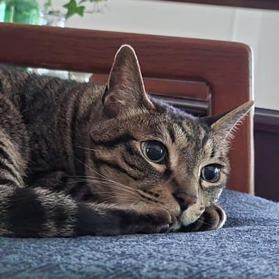 nottheumayyk's profile picture. the cut that always bleeds.