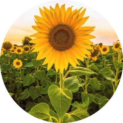 Sunflower8485 Profile Picture