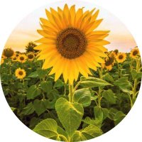 Sunflower(@Sunflower8485) 's Twitter Profile Photo
