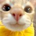 1 (@xiaobao58) Twitter profile photo 1 (@xiaobao58) Twitter profile photo