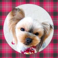 🍏 ͗ ͗ꔛ🍎りんご🍎ꔛ ͗ ͗🍏 (@ring00ring88) 's Twitter Profile Photo 🍏 ͗ ͗ꔛ🍎りんご🍎ꔛ ͗ ͗🍏 (@ring00ring88) 's Twitter Profile Photo