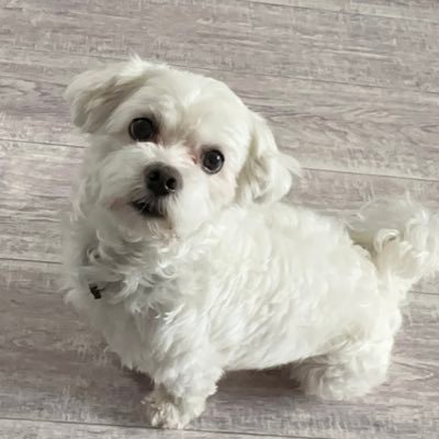 smelovyshka_d's profile picture. 