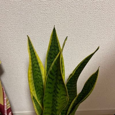 とうふさんのプロフィール画像