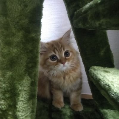 ぜりーさんのプロフィール画像