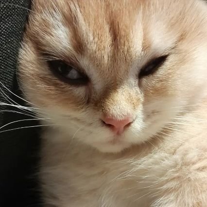 chinji_owo's profile picture. :3