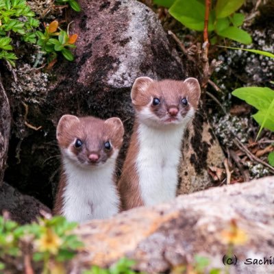 北海道で野生動物を撮影している保育士です。子供たちに撮影した写真のスライドショーを行い、野生動物や自然の魅力を伝えています。富士フィルムフォトコンテスト第60回【銅賞】第61回【フジコン大賞】第62回【銀賞】https://t.co/MnslN5CtGu