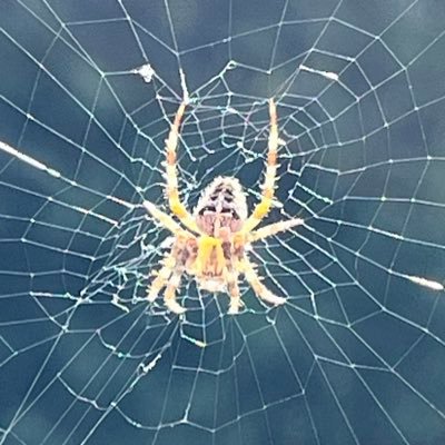 JedrysekAlex's profile picture. Don’t compare your insides to other people’s outsides l Nihil exprimus nisi comprimes | Když nepřitlačíš, tak nevytlačíš (staré latinské rčení vinařů) | FF UK |